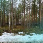 С чего начать освоение лесного участка после раскорчевки?