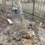 Чем засыпать ямы после корчевания деревьев на глинистом участке?