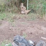 Какая толщина плиты нужна под баню из бревна на суглинке?