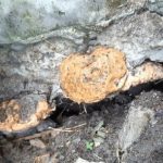 Столбы под верандой подняло весной: как исправить с минимальными потерями