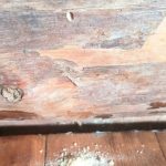 Жук точит бревна в жилом доме: как понять, насколько все серьезно